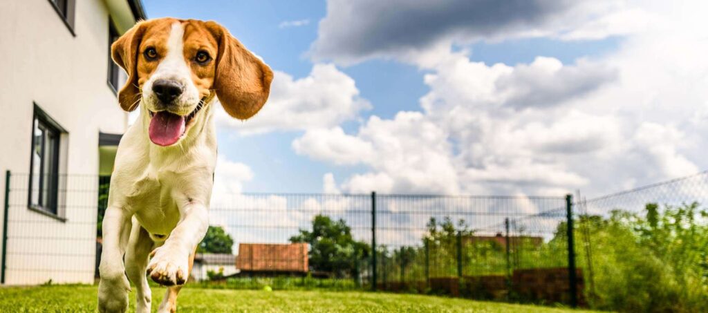 How to Choose the Right Fencing Solutions for Pet-Friendly Homes