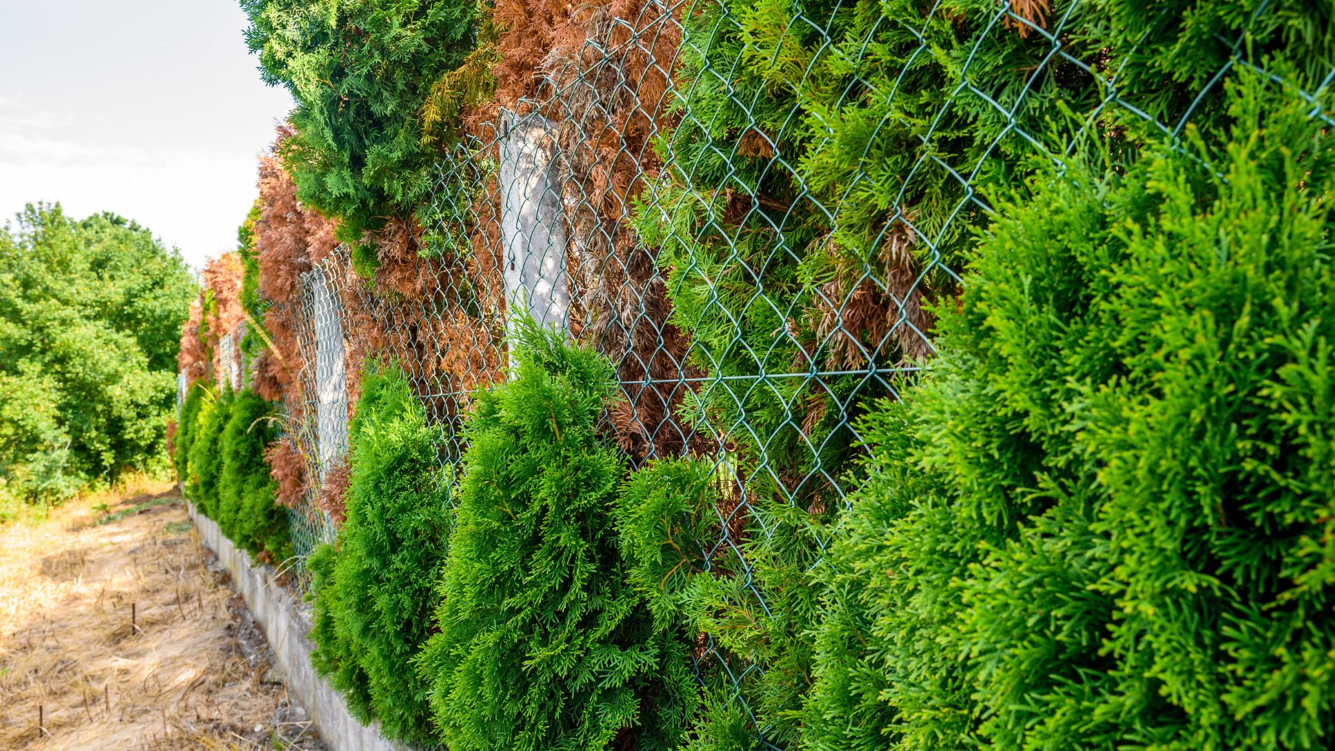 Calculating the Cost of Chain Link Fencing: Factors to Consider